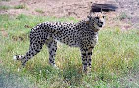 Reclassification Appeal: Northeast African Cheetah
