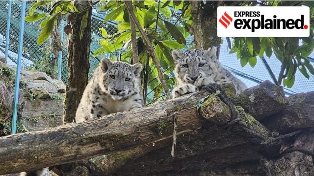 Achieving Remarkable Success: Darjeeling Zoo’s Prowess in Breeding Snow Leopards