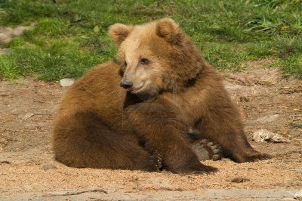 Exploration of the Rare Tibetan Brown Bear in Sikkim: A First Confirmed Sighting in India