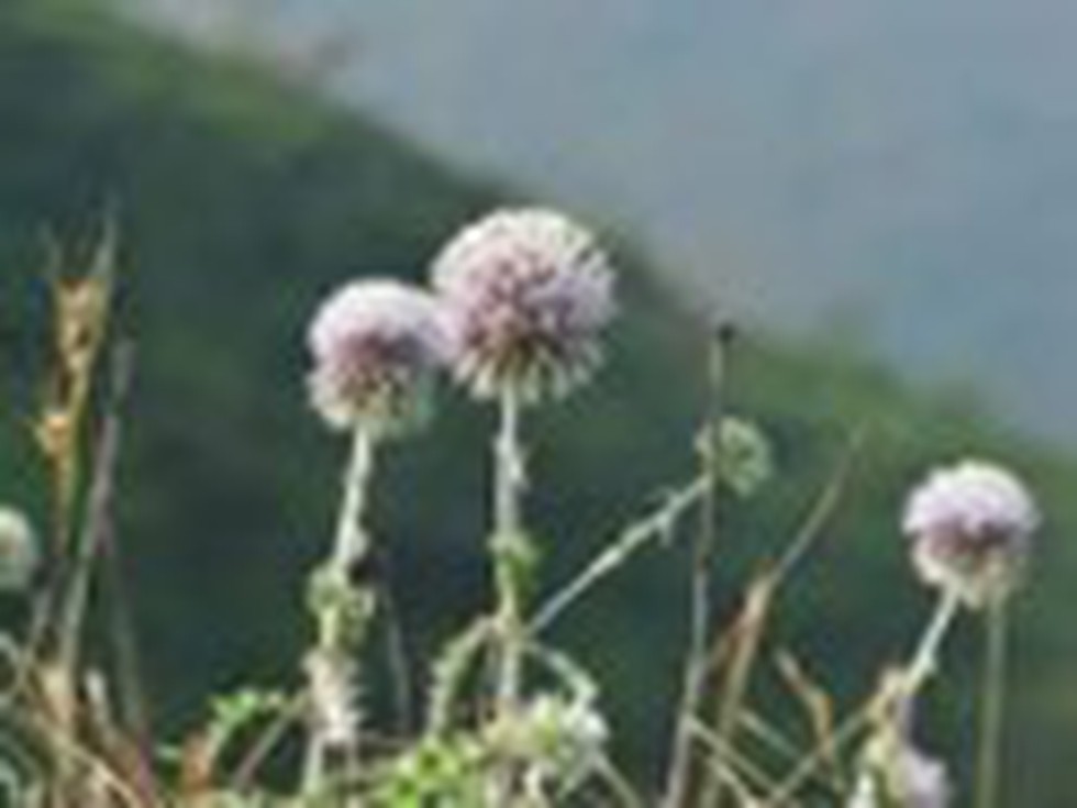 Discovery of Polygonum Chaturbhujanum in Pench Tiger Reserve