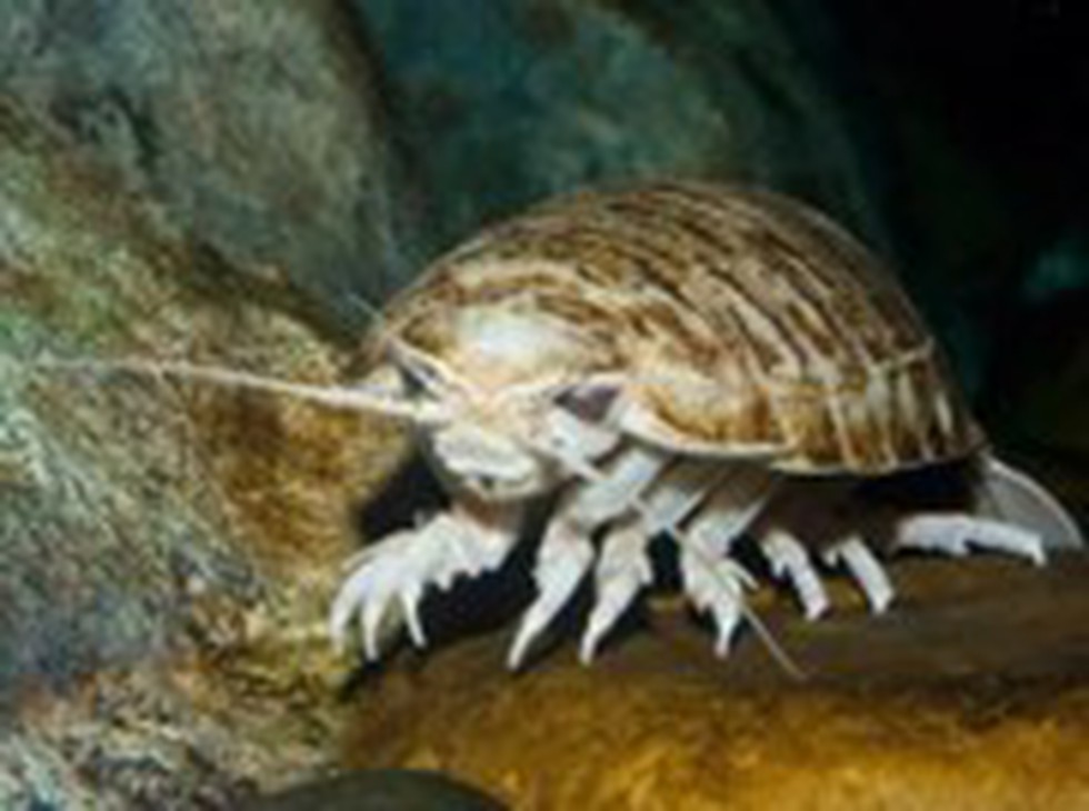 Exploring the Fascinating World of Isopods: Unveiling a New Species in the Booralana Genus