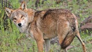 Exploring the Recent Sighting of Indian Grey Wolf in National Chambal Sanctuary