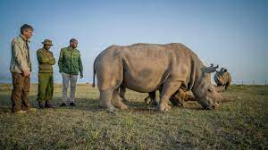 The Urgency and Challenges of Reviving the Northern White Rhino through Advanced Reproductive Techniques