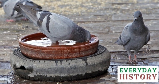 Pigeon Suspected of Espionage Released: A Brief History of Animal Spies