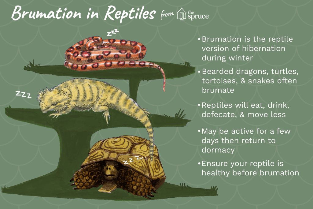Understanding Brumation: A Survival Strategy for Reptiles