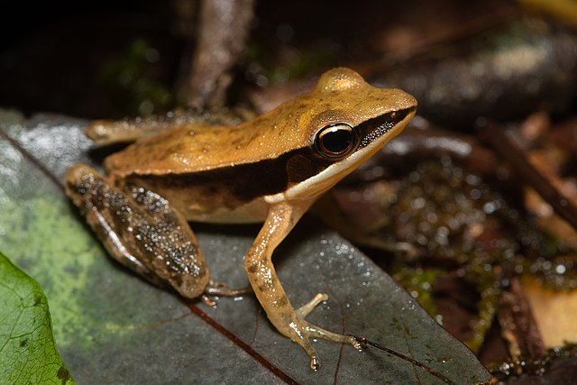 Discovery of Bonnet Mushroom Growing on Golden-backed Frog in the Western Ghats