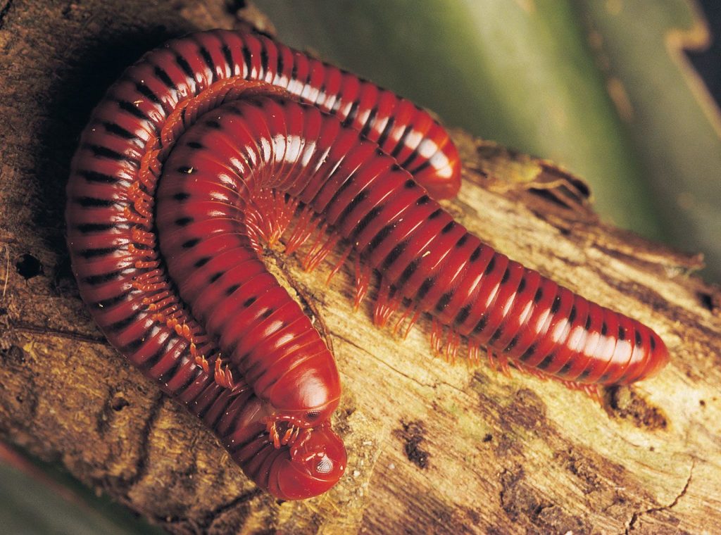 Unveiling the Enigmatic World of Millipedes: A Discovery in African Jungles