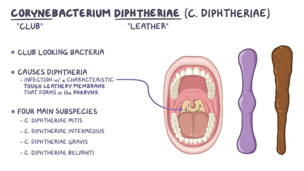 Understanding Diphtheria: WHO Guidelines for Clinical Management