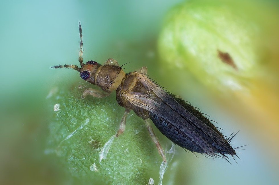 Emerging Threat: Thrips Parvispinus and Its Impact on Horticultural Crops