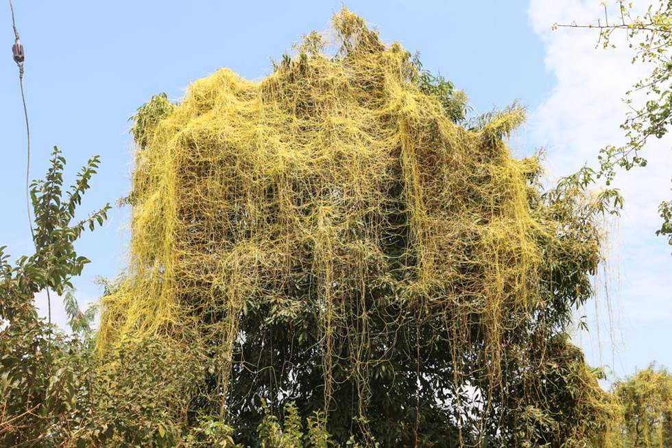 Invasive Threat: Cuscuta Dodder’s Encroachment                                           