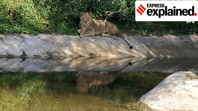 The Dual Nature of Safari Parks: Balancing Conservation and Controversy         