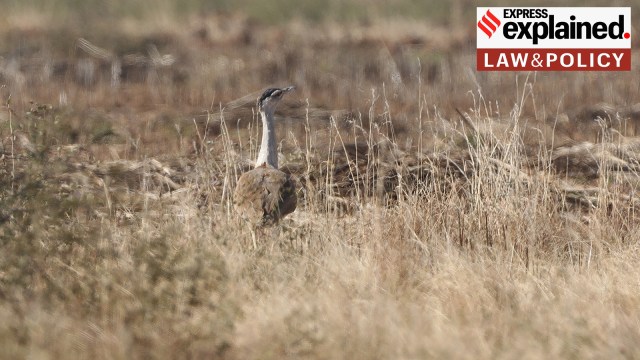 Supreme Court’s Oversight of Great Indian Bustard Conservation           