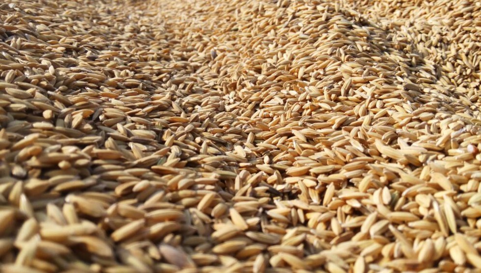 Understanding Rice Bran and the Recent Ban Extension on its Export                            