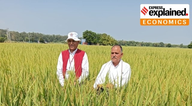 Concerns Over Pakistan’s Unauthorized Cultivation of Indian Basmati Rice Varieties        