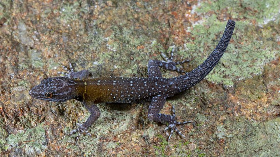 Unveiling Cnemaspis vangoghi: A New Gecko Species from Southern Western Ghats     