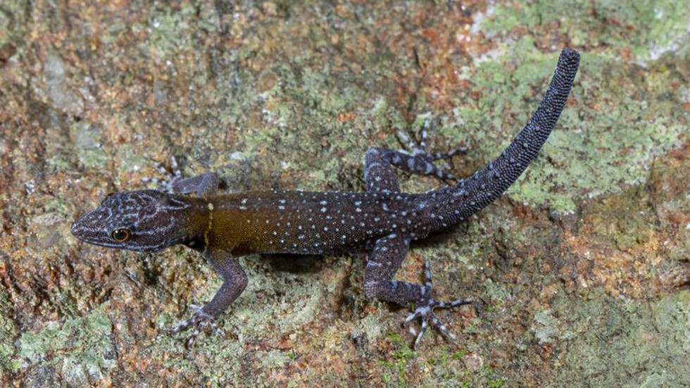 Unveiling Cnemaspis vangoghi: A New Gecko Species from Southern Western Ghats     