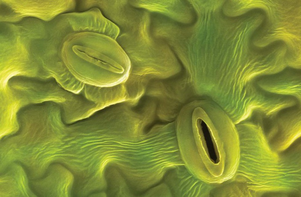 Understanding Stomata: Nature’s Gas Exchange Portals         