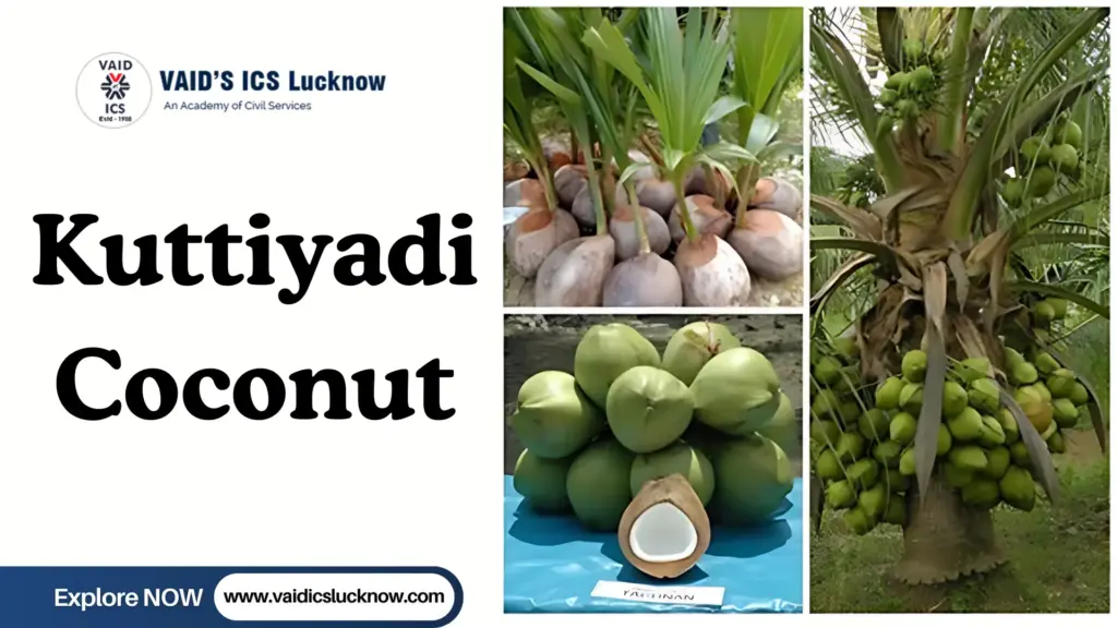 Kuttiyadi Coconut: gi tag