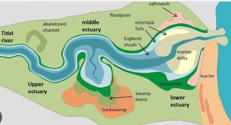 estuary