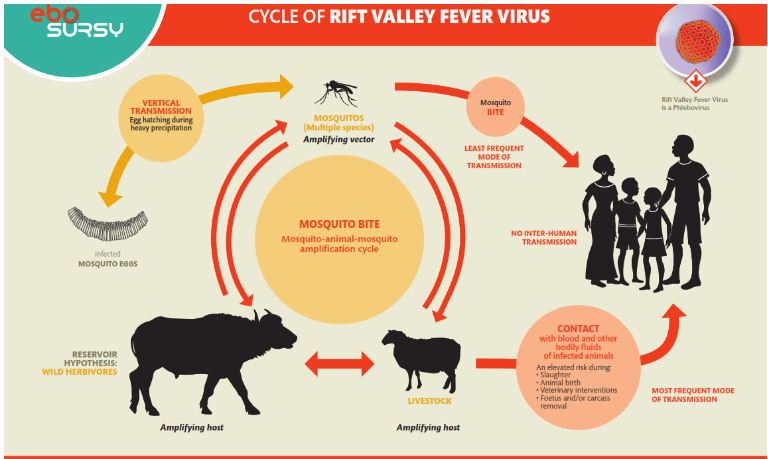 What is Rift Valley Fever (RVF) ? 1 rift